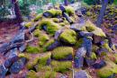 Luscious lichens